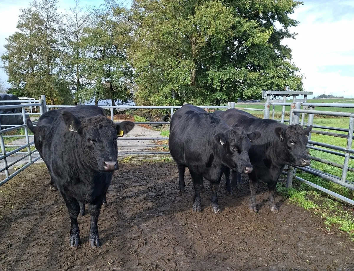 Livestock - Image 1
