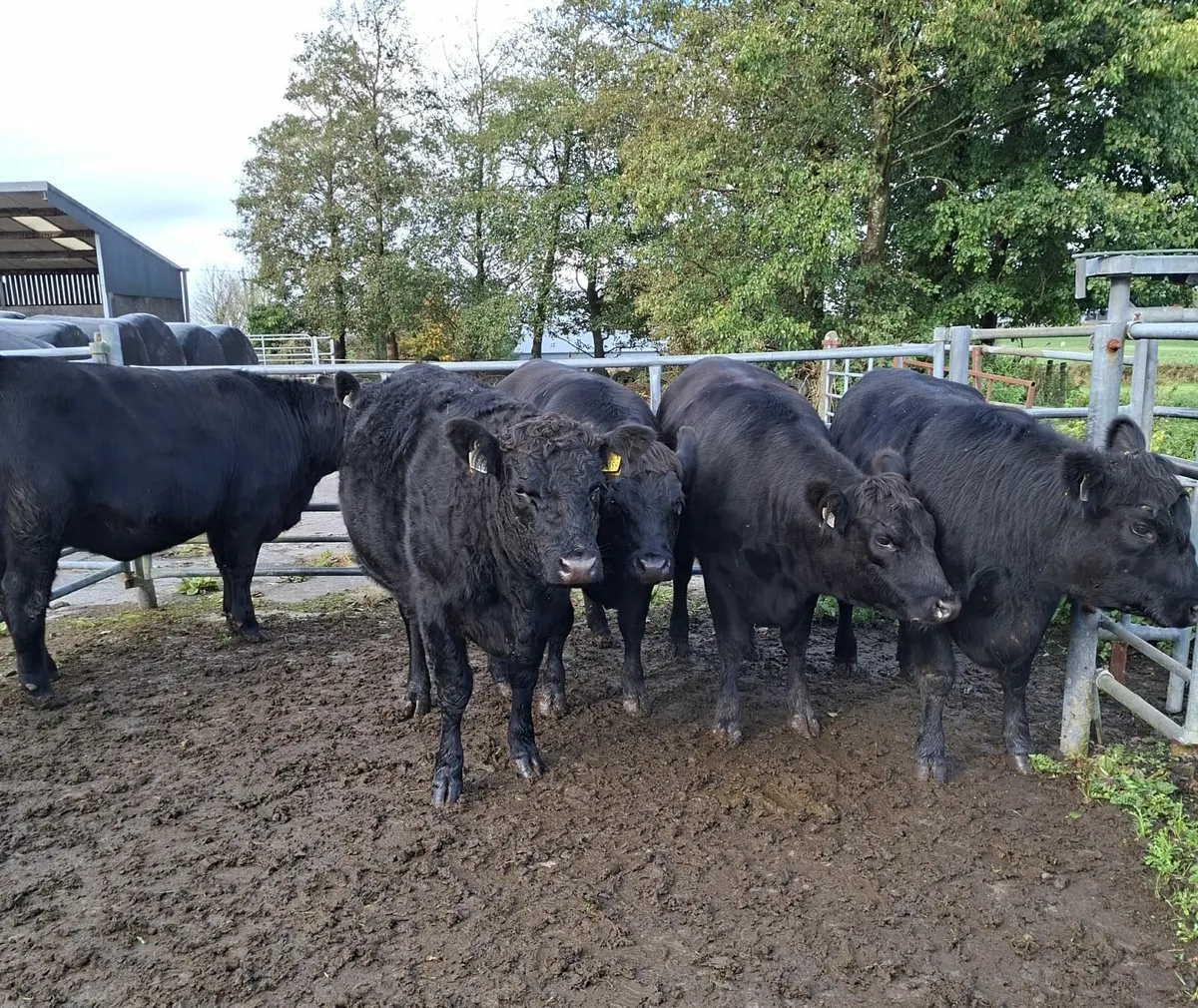 Livestock - Image 2
