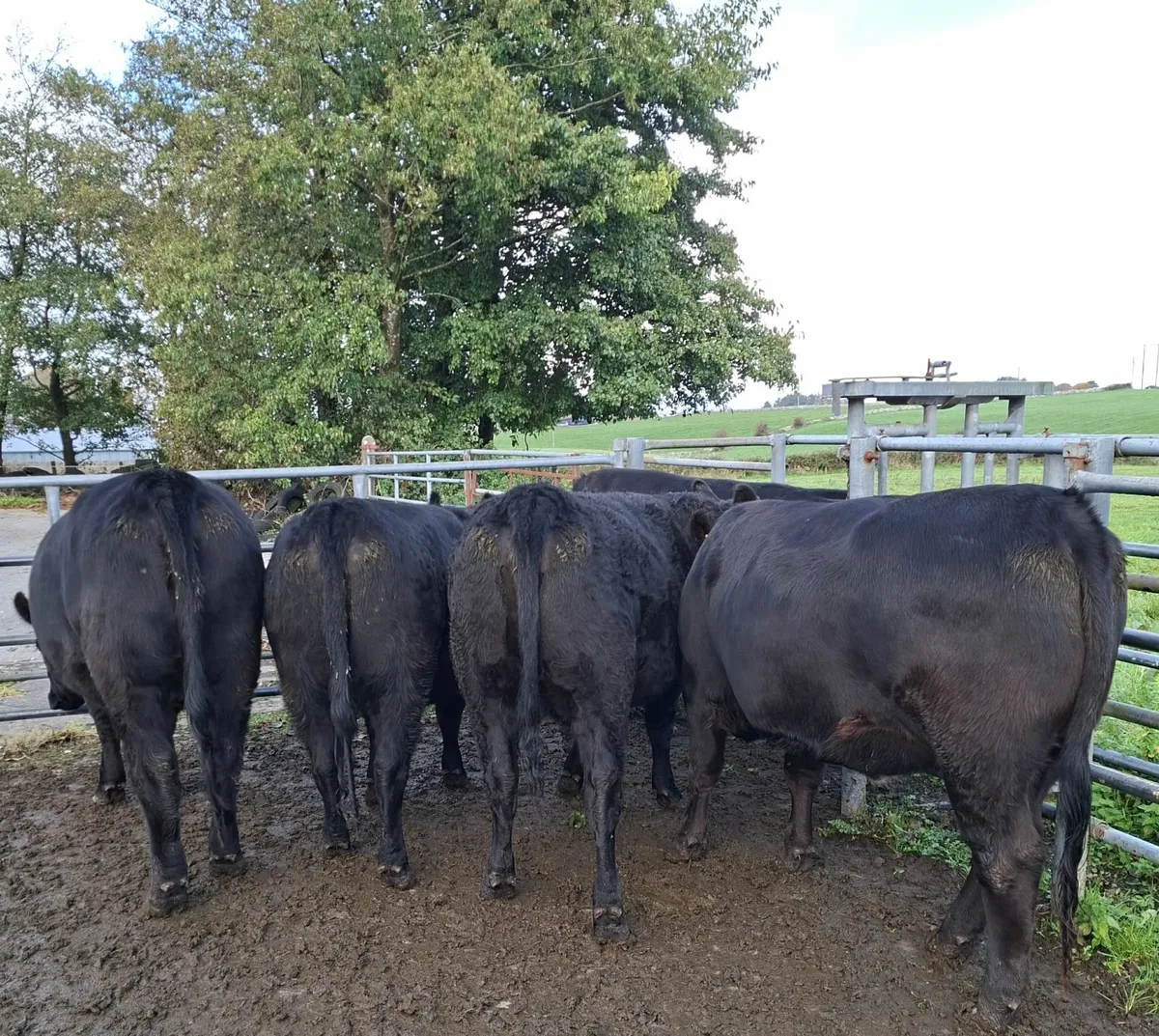 Livestock - Image 3