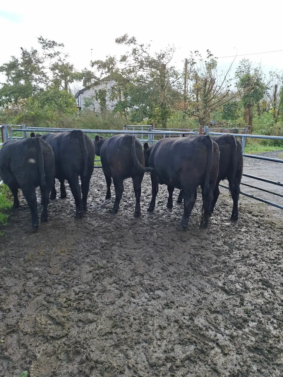 Livestock - Image 4