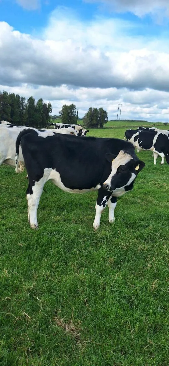 Heifers - Image 3
