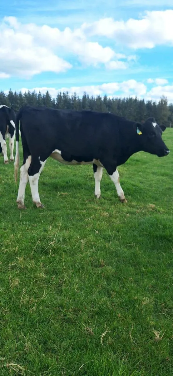 Heifers - Image 2