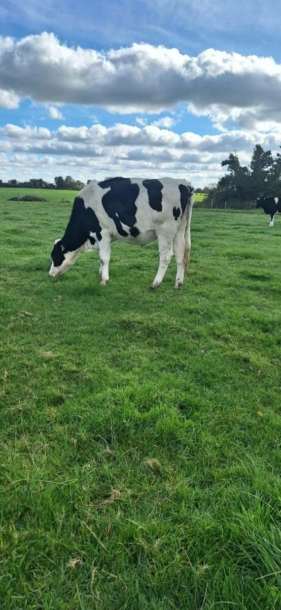 Heifers - Image 4