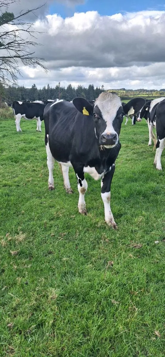 Heifers - Image 1