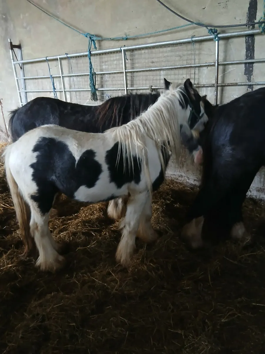10hh heavy colt  2yo passported - Image 1
