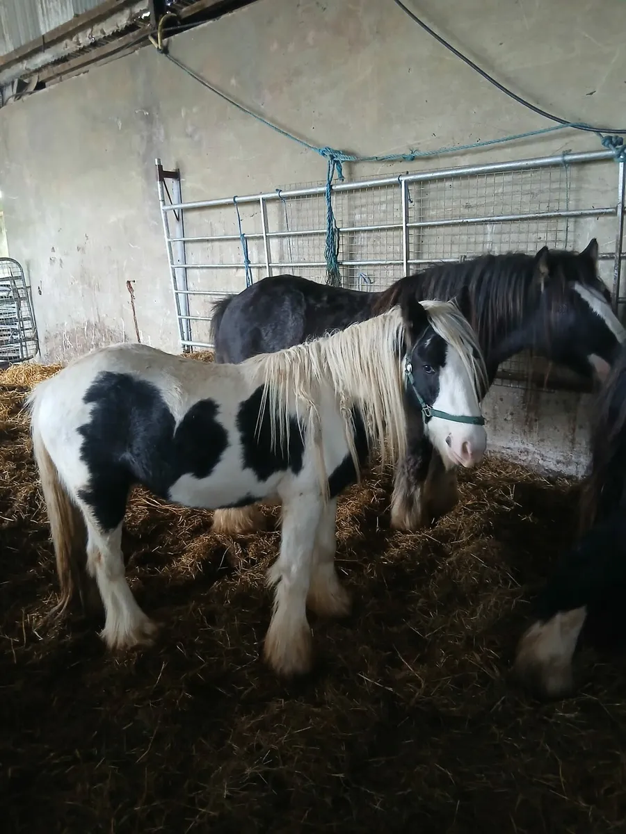 10hh heavy colt  2yo passported - Image 2