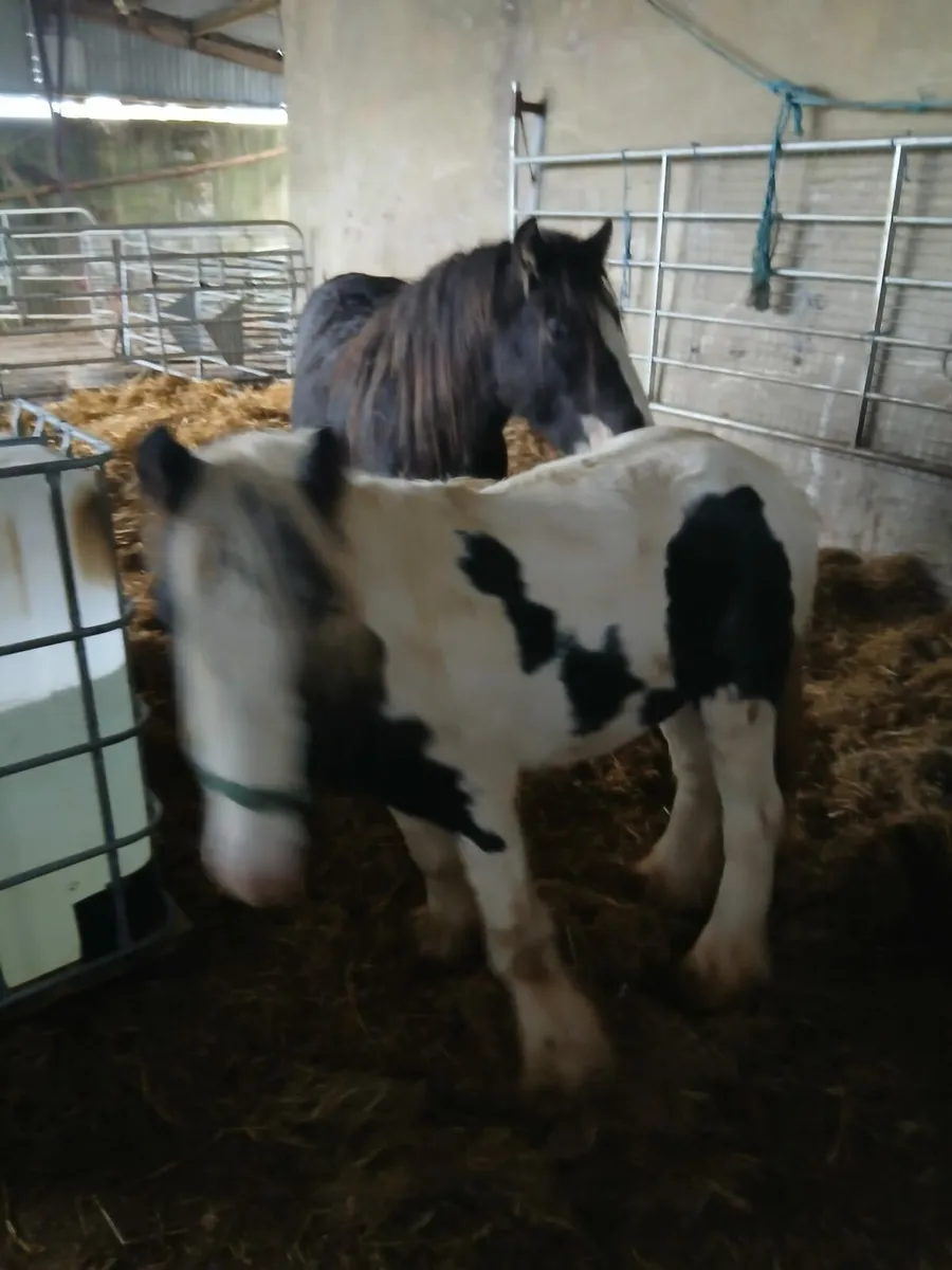 10hh heavy colt  2yo passported - Image 3