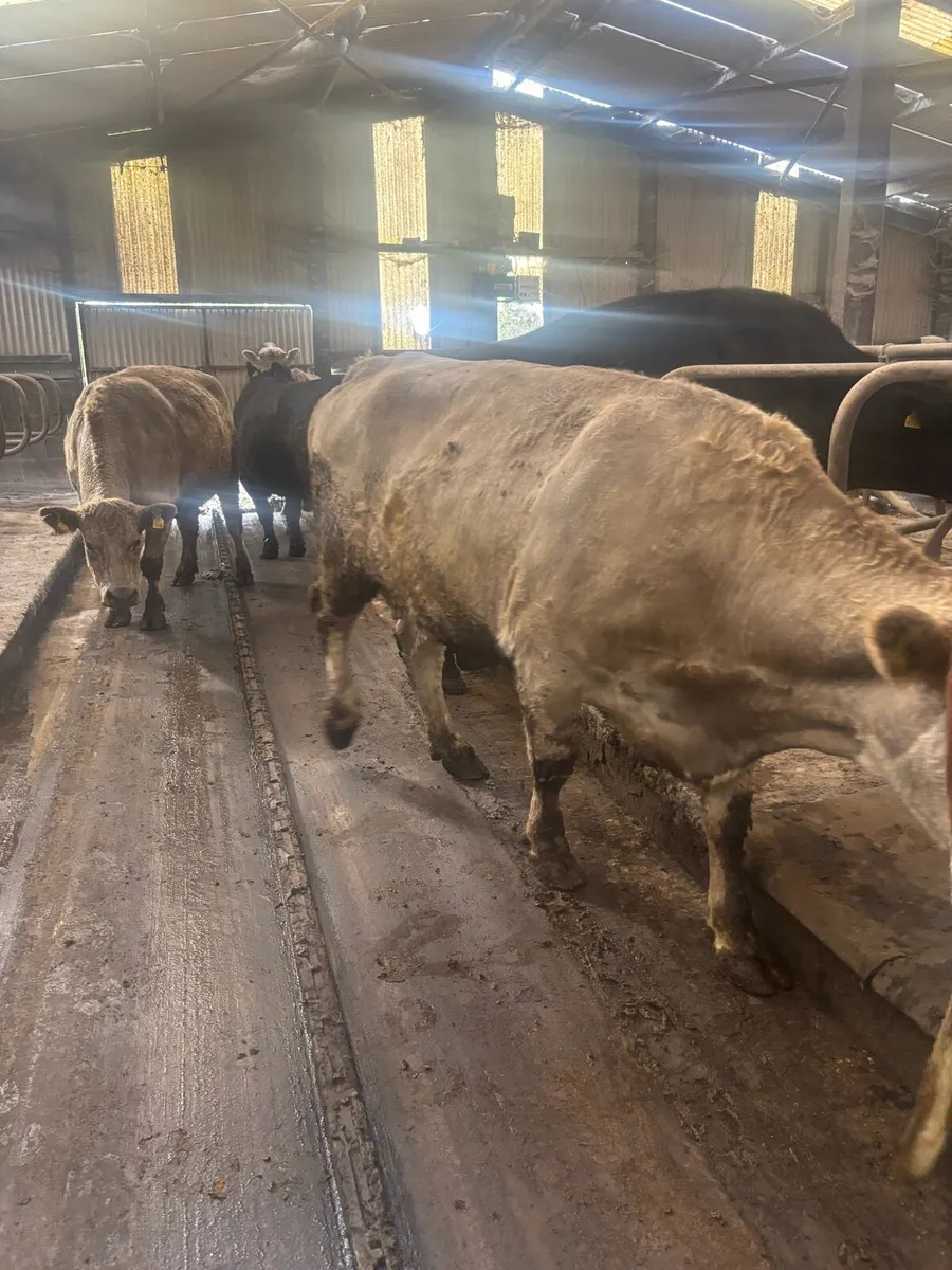 Suckler cows - Image 2