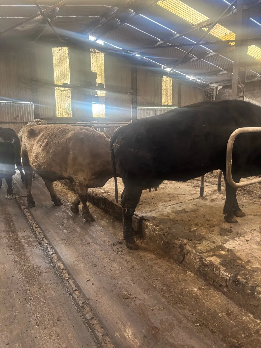 Suckler cows - Image 3