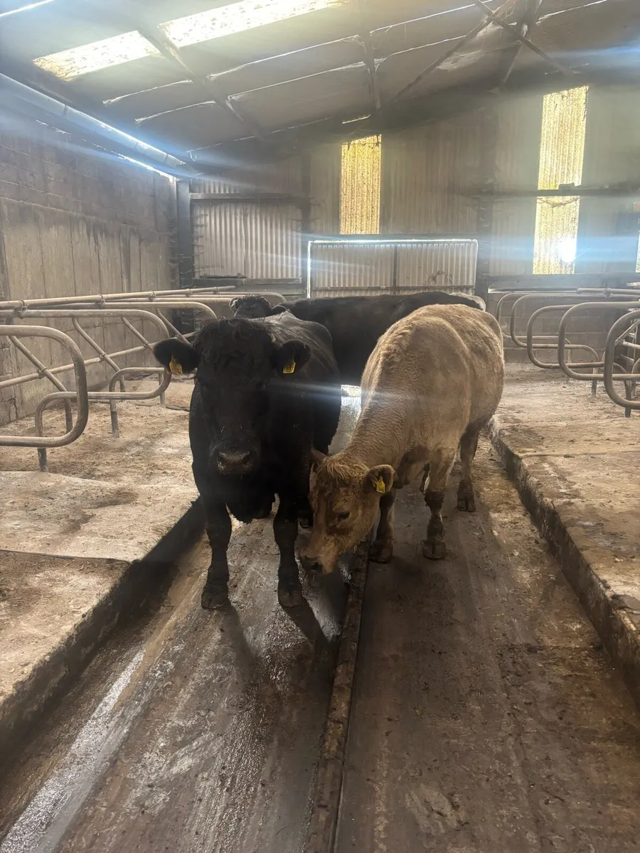 Suckler cows - Image 1