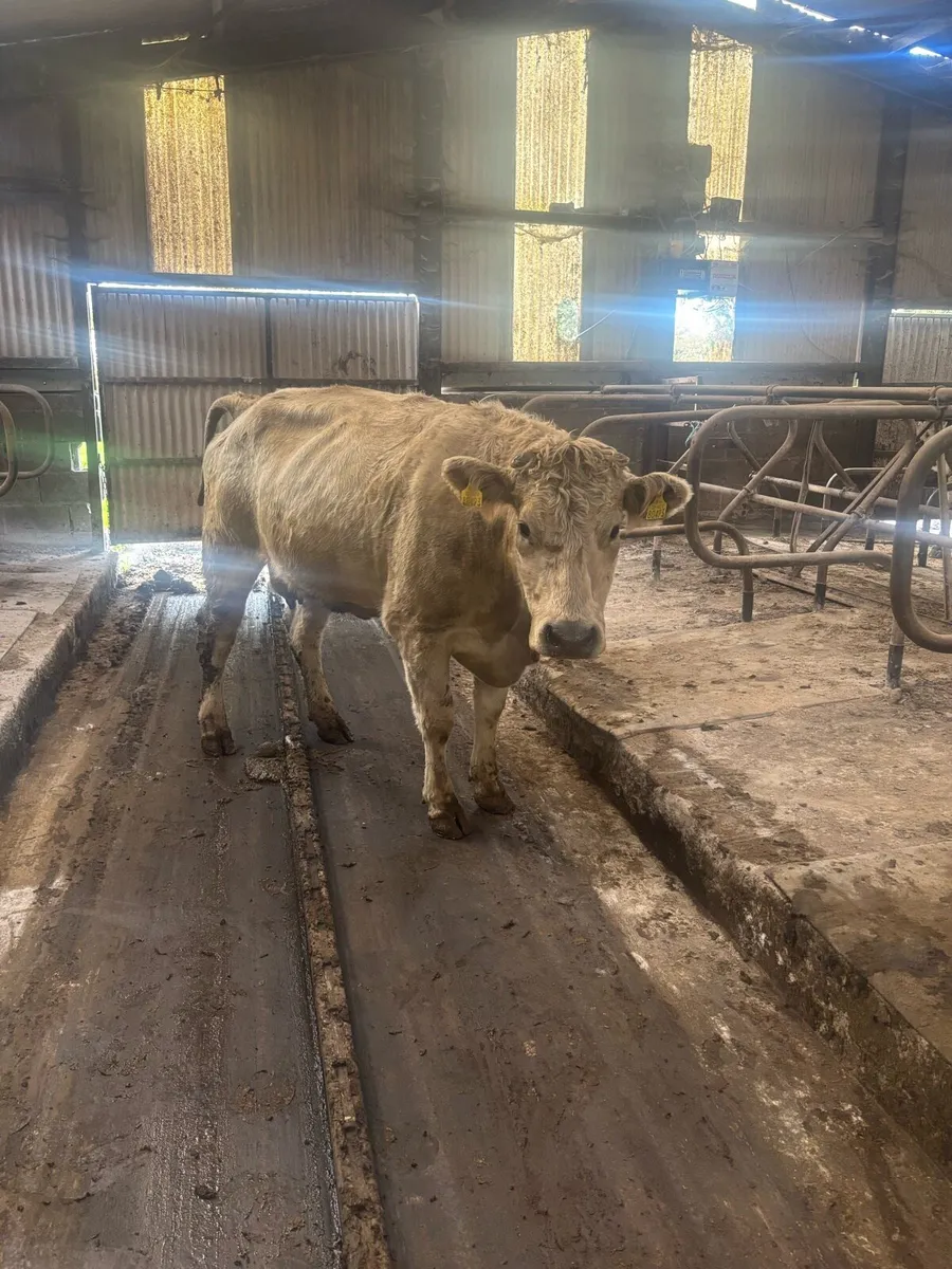Suckler cows - Image 4