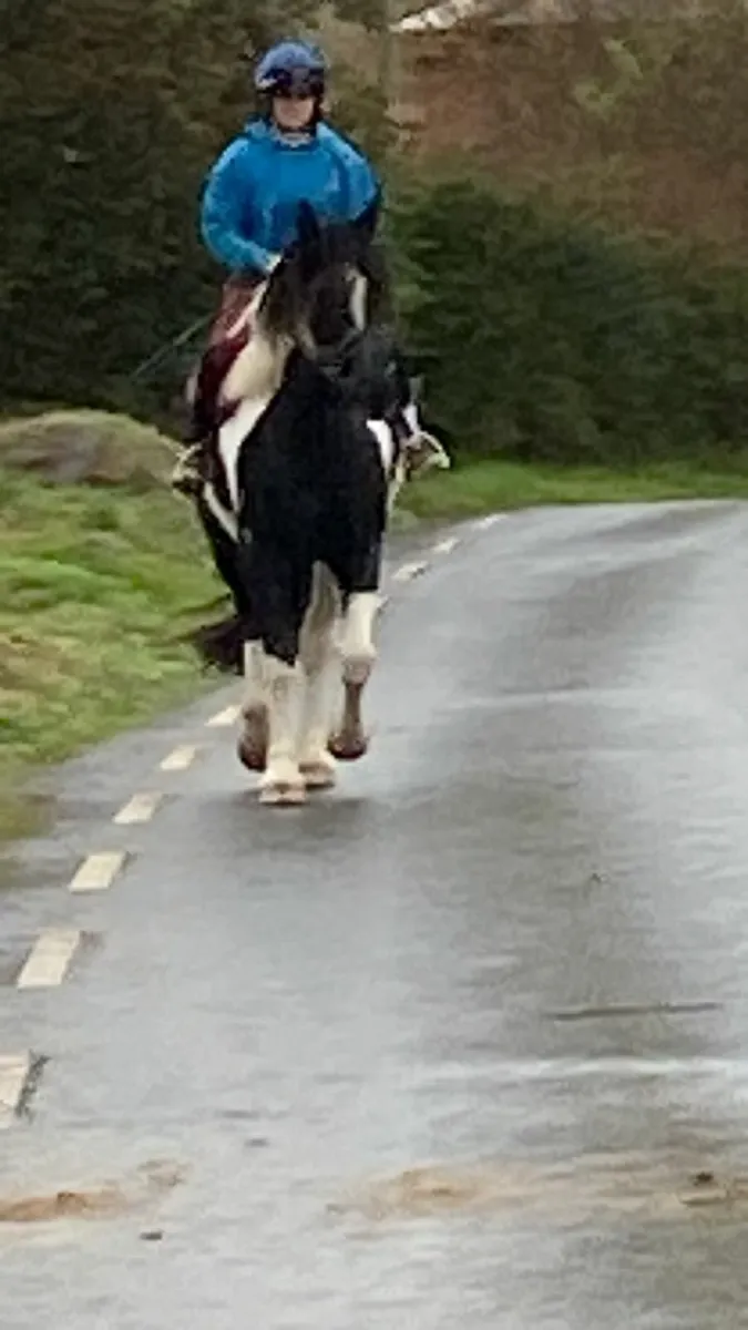 Horse - Image 1
