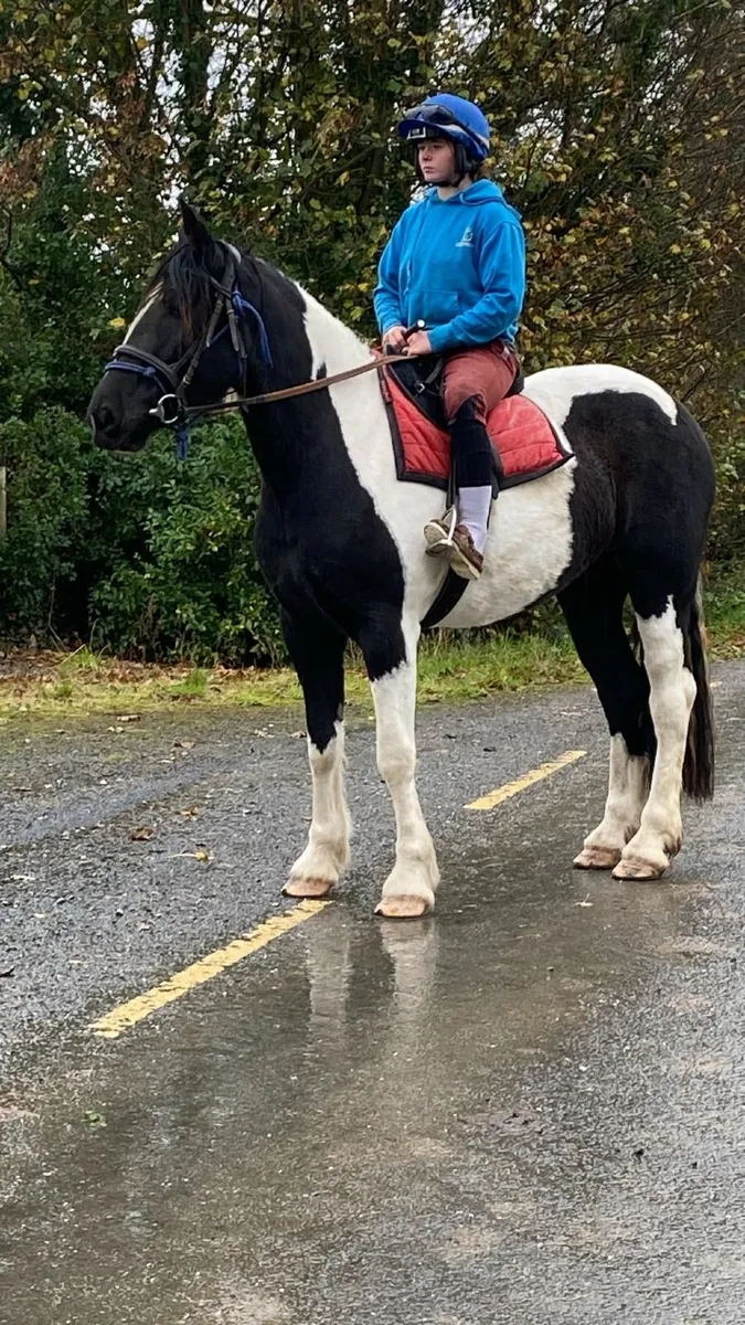 Horse - Image 2