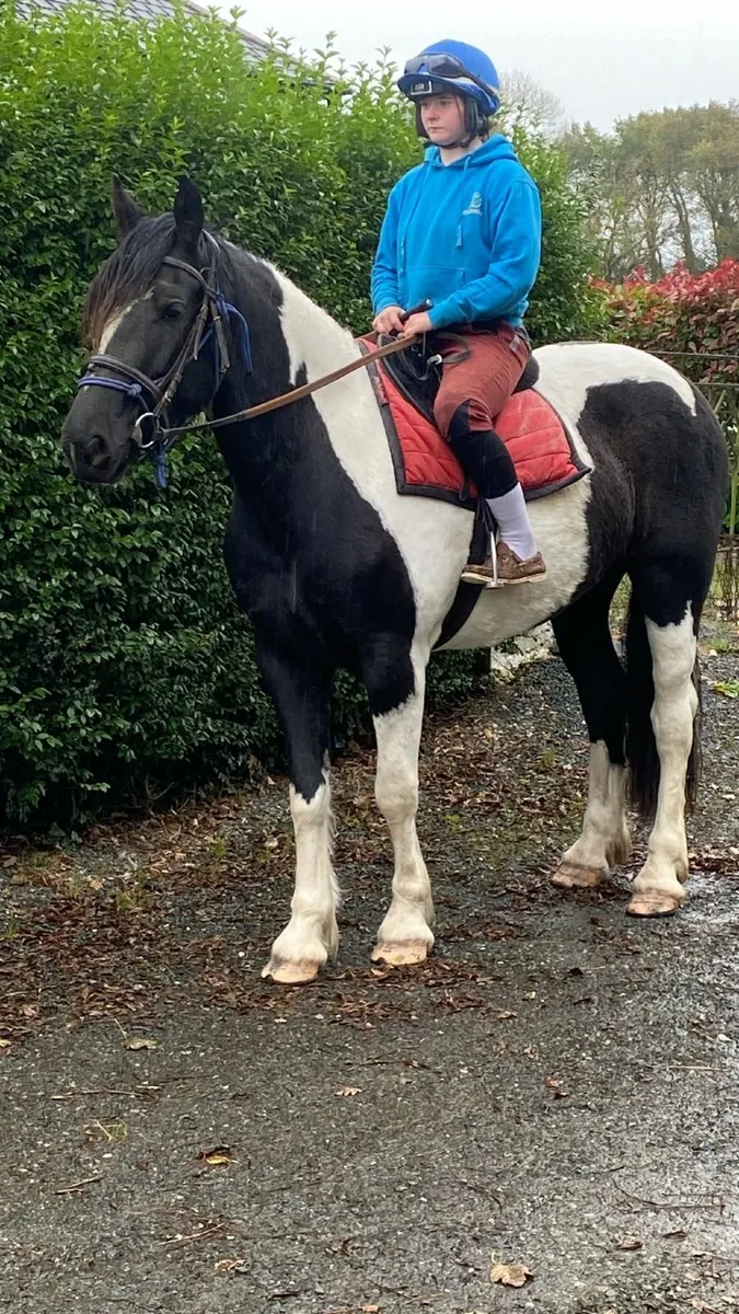 Horse - Image 4