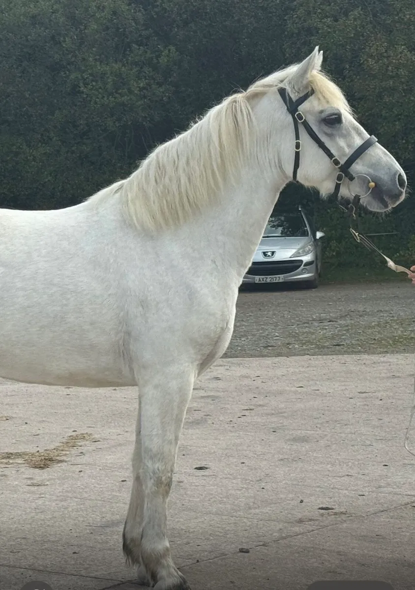 Lot 406 Friday class 1 15 hh lough - Image 1
