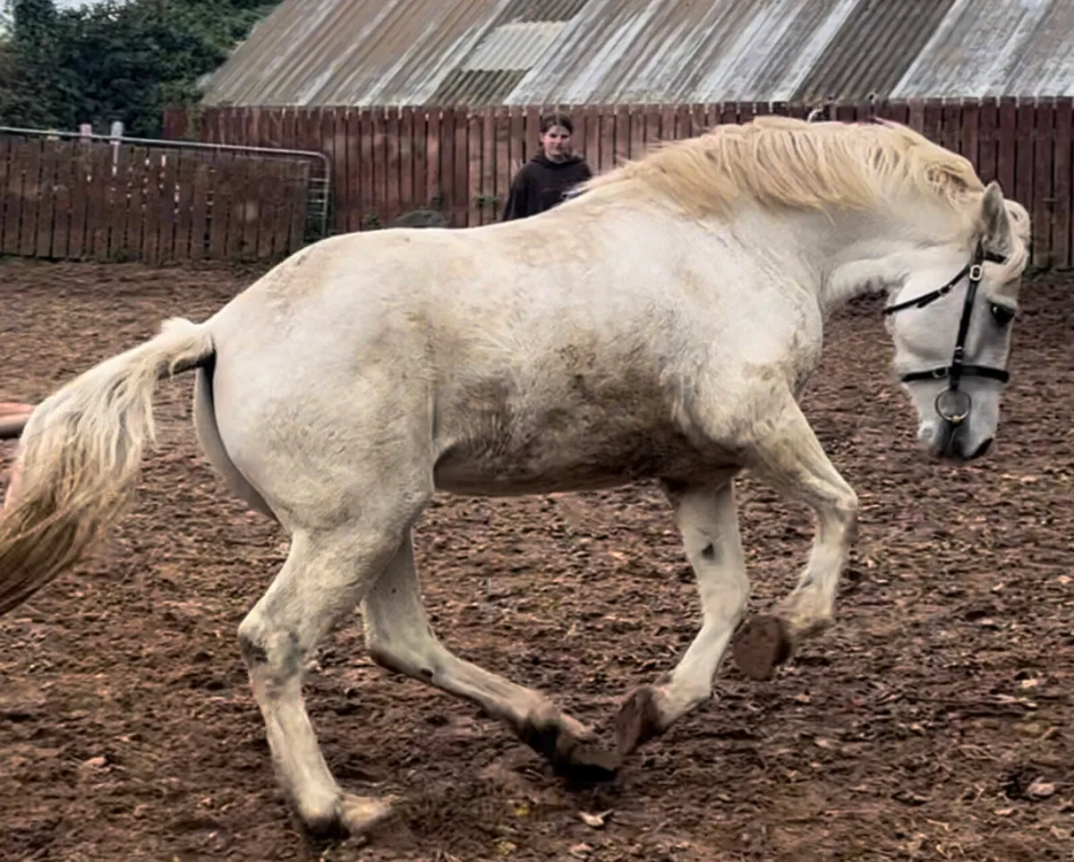 Lot 406 Friday class 1 15 hh lough - Image 2