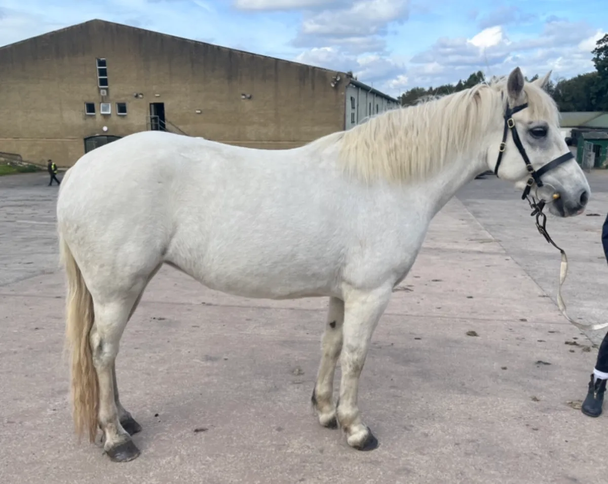 Lot 406 Friday class 1 15 hh lough - Image 3