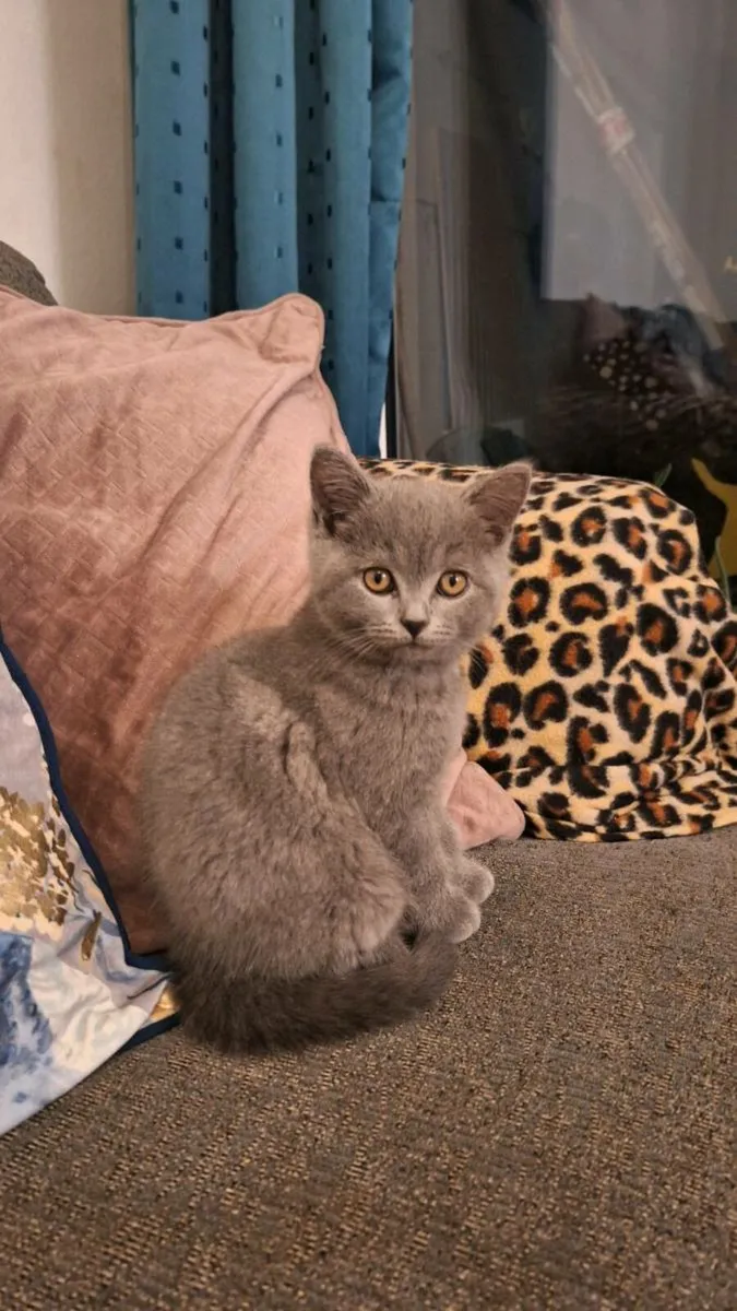 British Shorthair kittens 😸 - Image 2