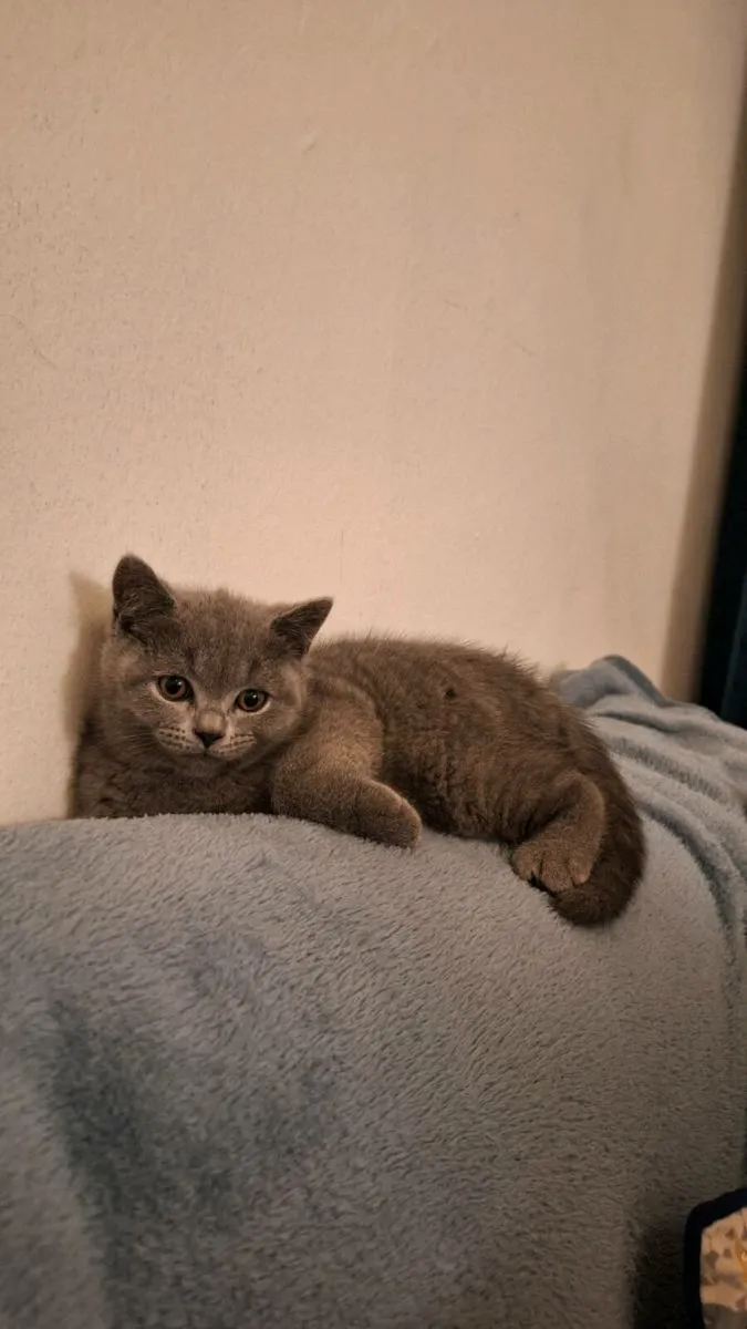 British Shorthair kittens 😸 - Image 3