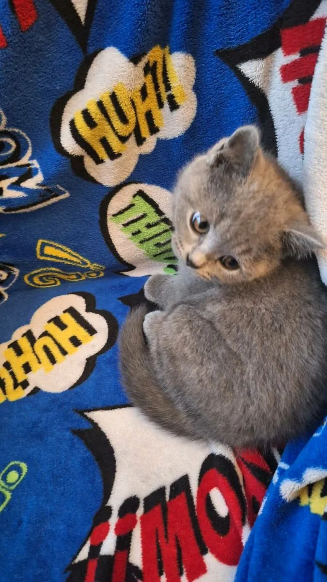 British Shorthair kittens 😸 - Image 4