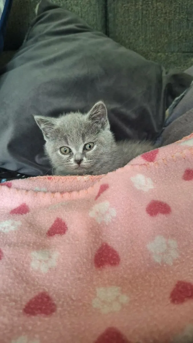British Shorthair kittens 😸 - Image 1