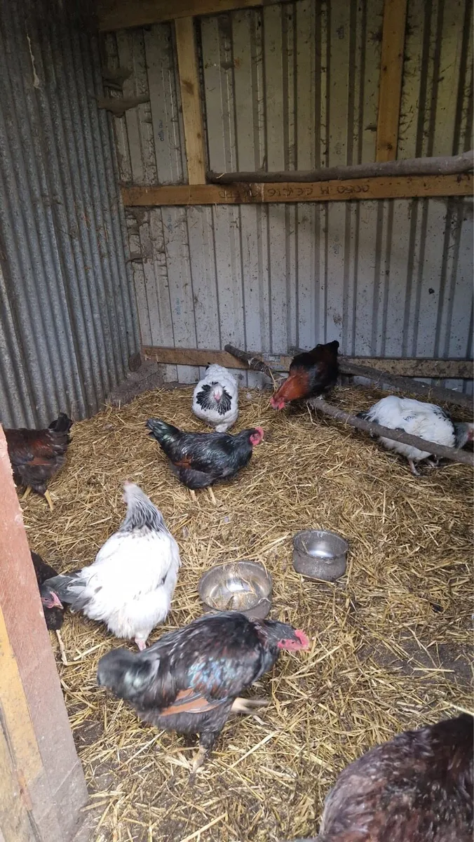 Purebred hens - Image 1
