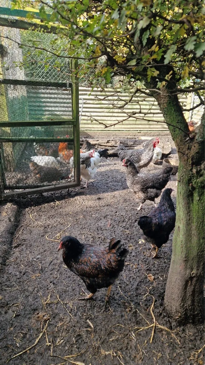 Purebred hens - Image 2