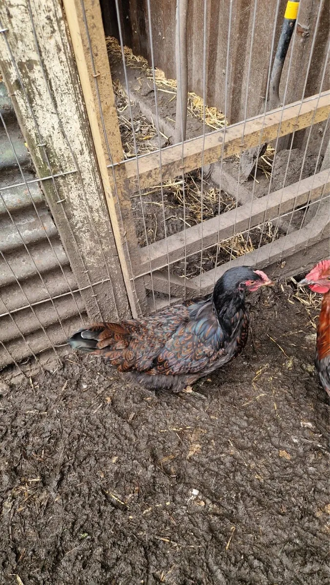 Purebred hens - Image 3