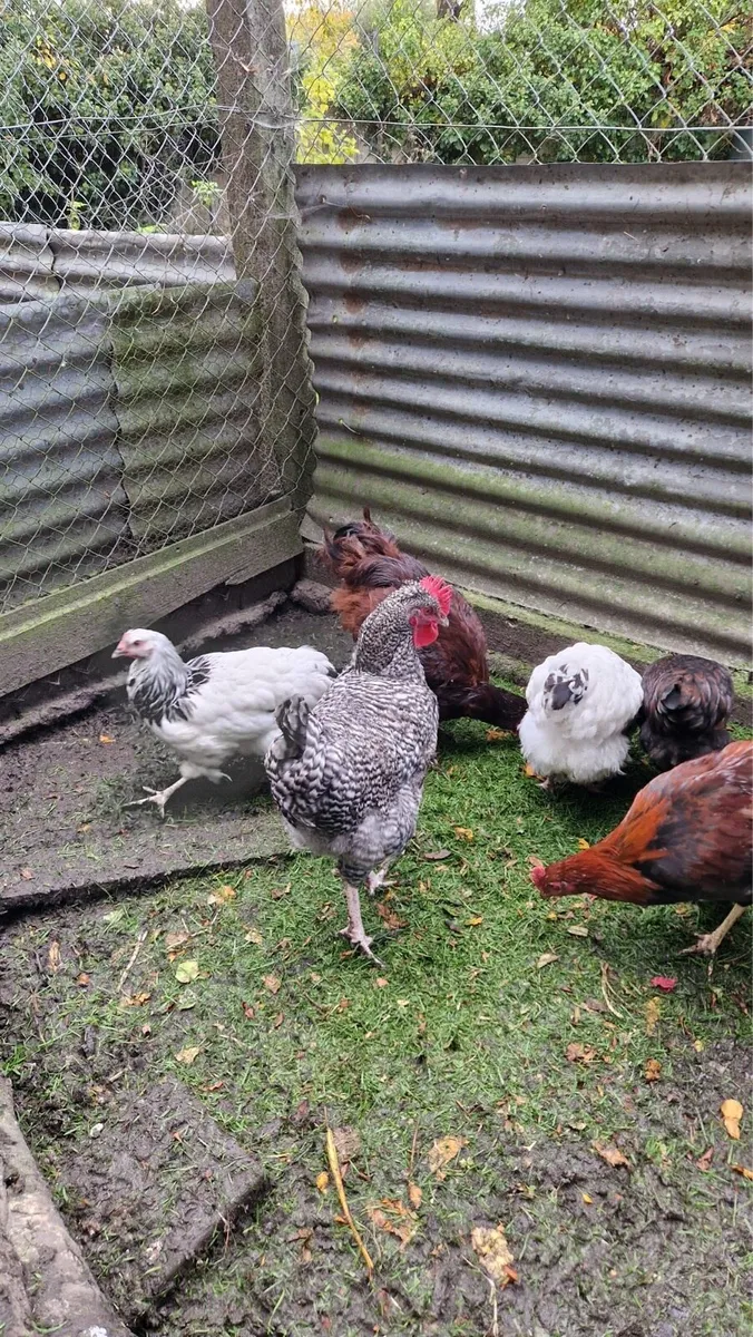 Purebred hens - Image 4