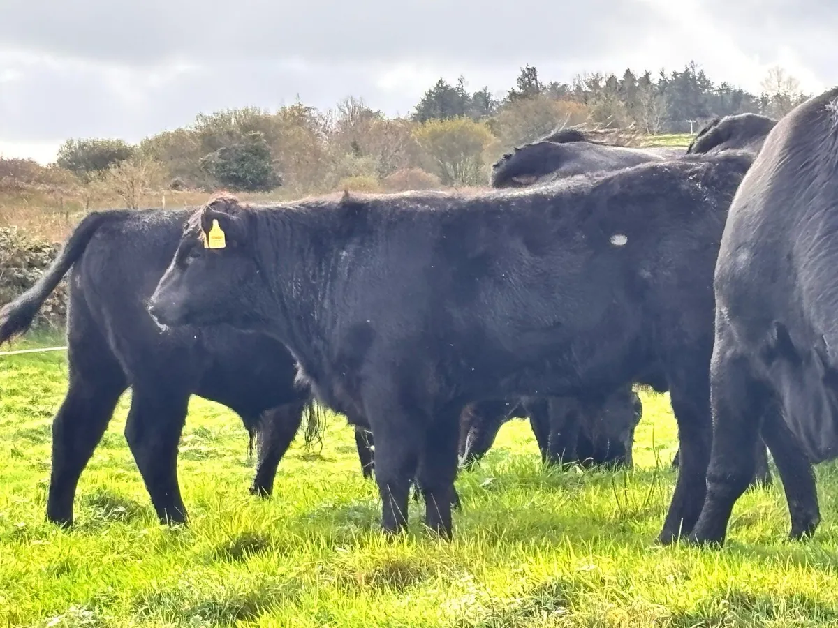 Angus bulls - Image 1