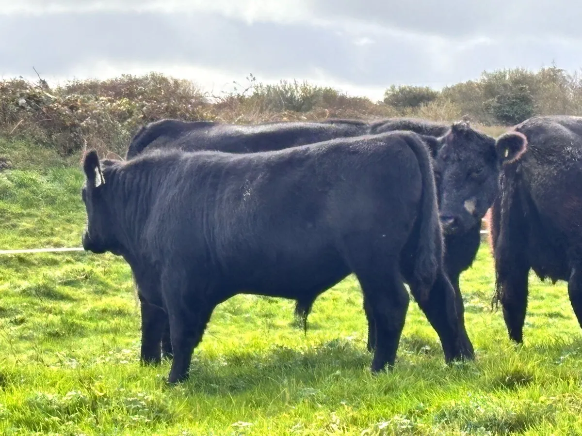 Angus bulls - Image 2