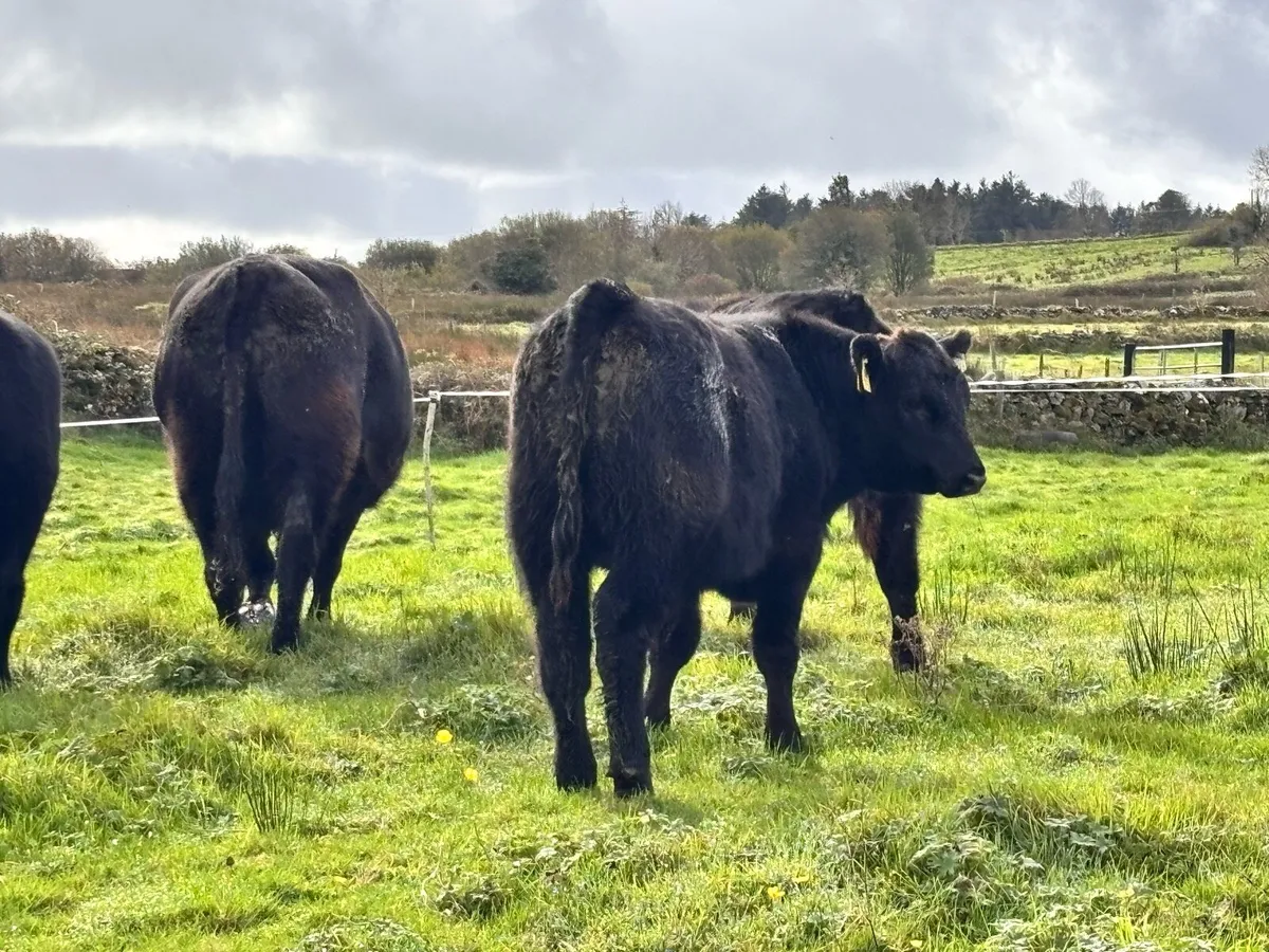 Angus bulls - Image 3