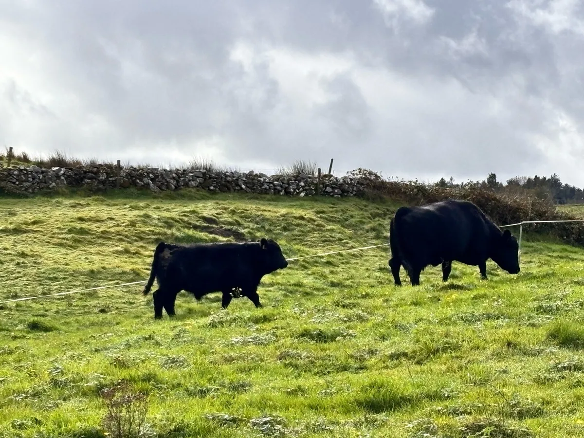 Angus bulls - Image 4