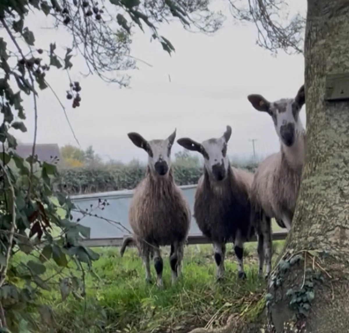 Sheep - Image 1