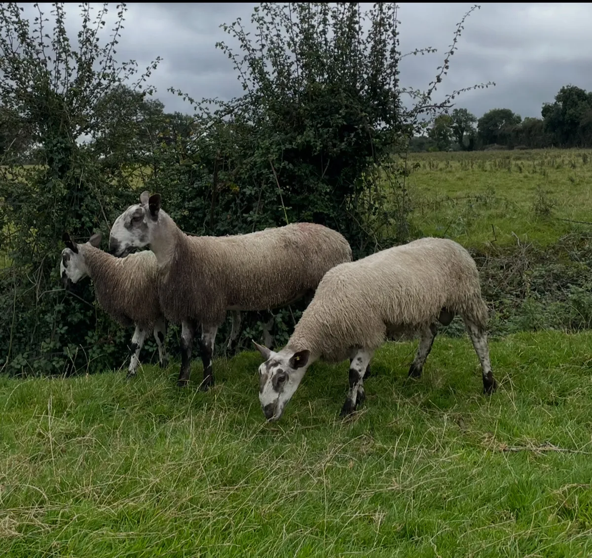 Sheep - Image 2