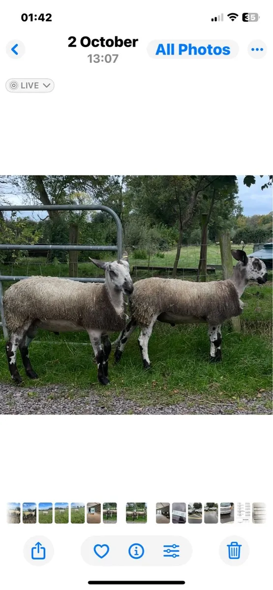 Sheep - Image 3