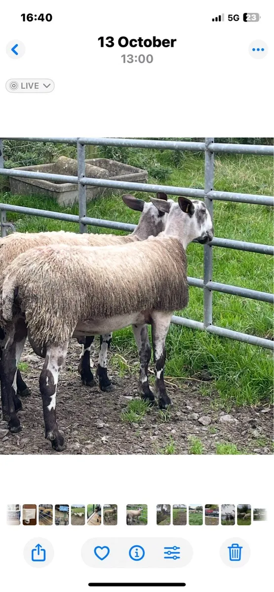 Sheep - Image 4