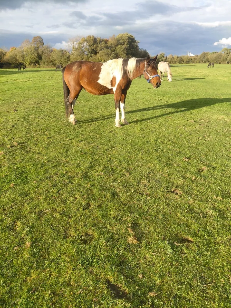 Red and white mare - Image 1