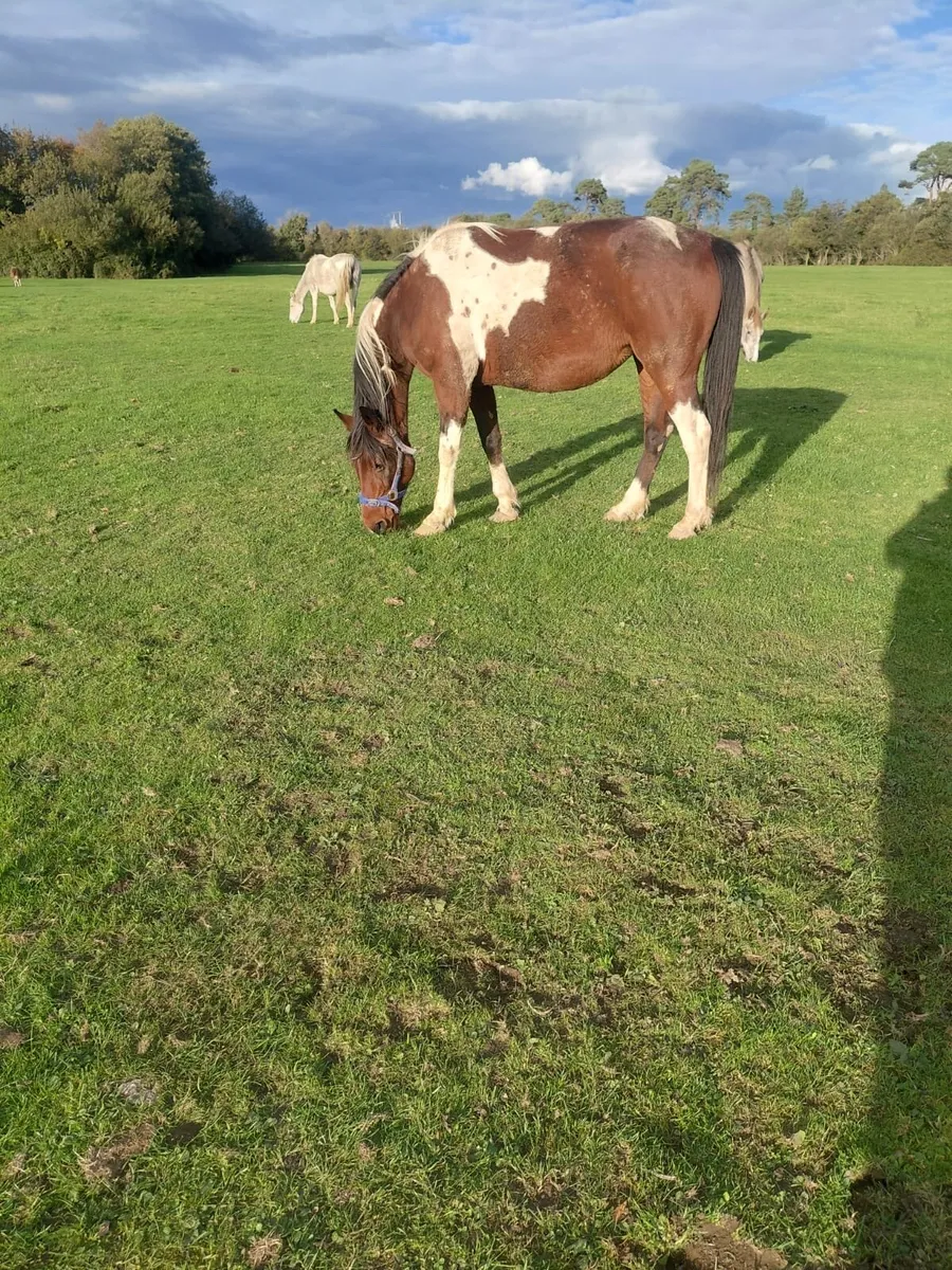 Red and white mare - Image 2