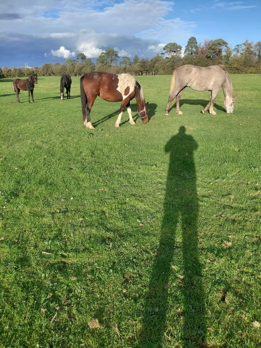 Red and white mare - Image 3