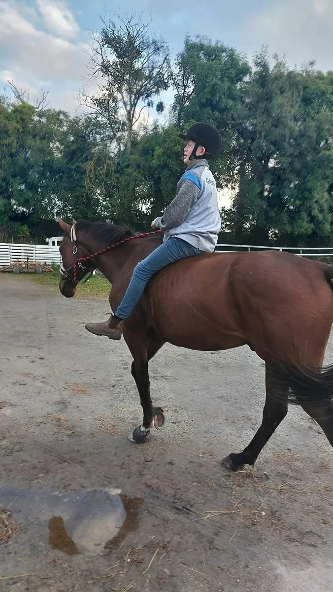 Horse - Image 1