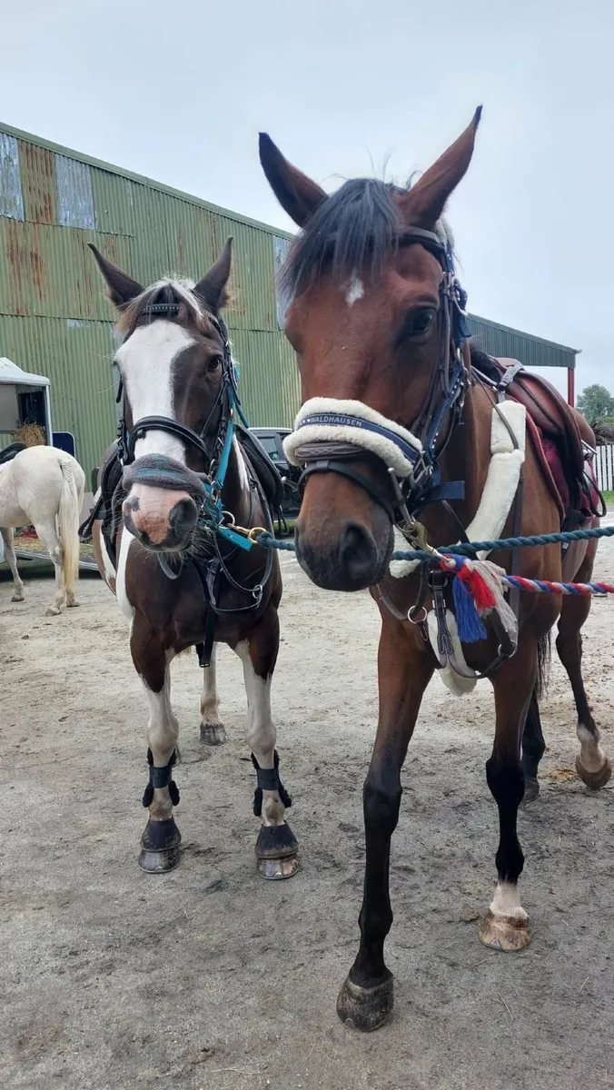 Horse - Image 2