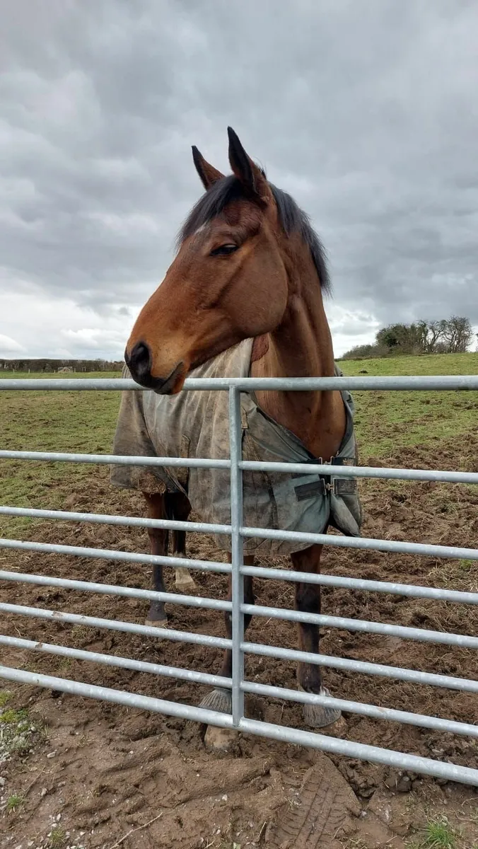Horse - Image 3