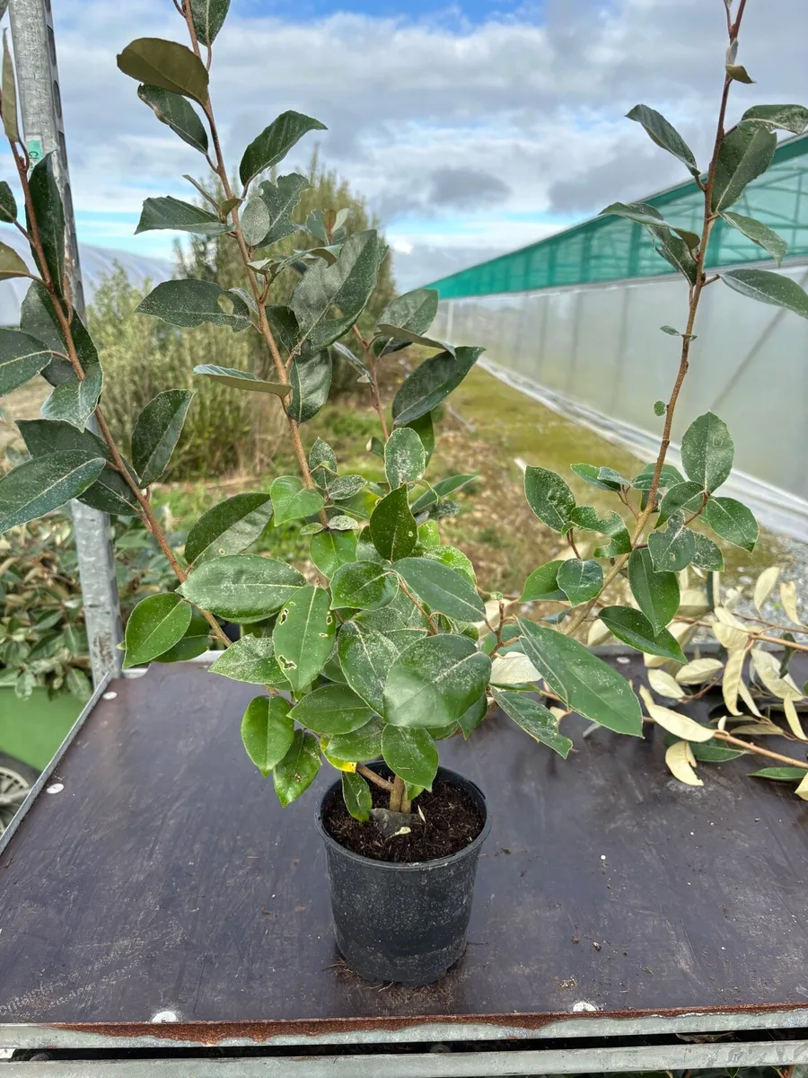 Elaeagnus ebbengii hedging - Image 2