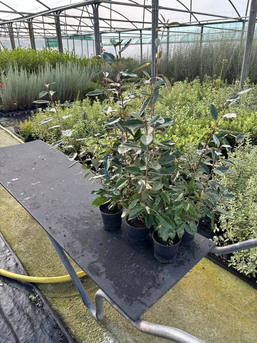 Elaeagnus ebbengii hedging - Image 3