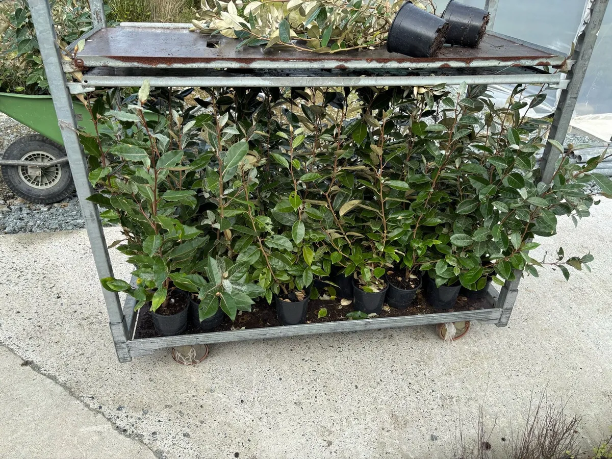 Elaeagnus ebbengii hedging - Image 1