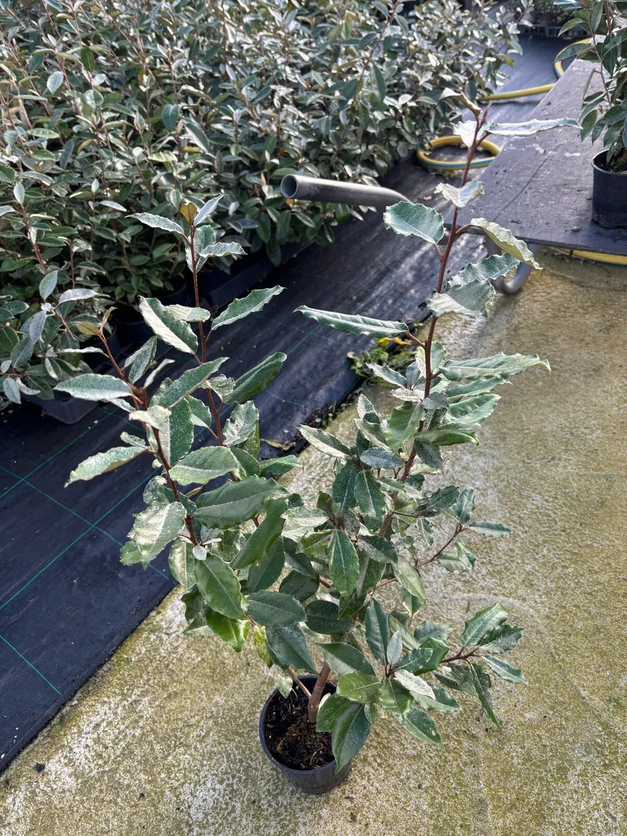 Elaeagnus ebbengii hedging - Image 4