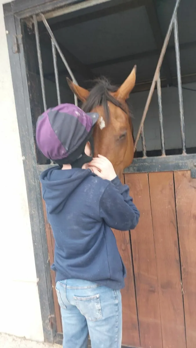 Horse - Image 4