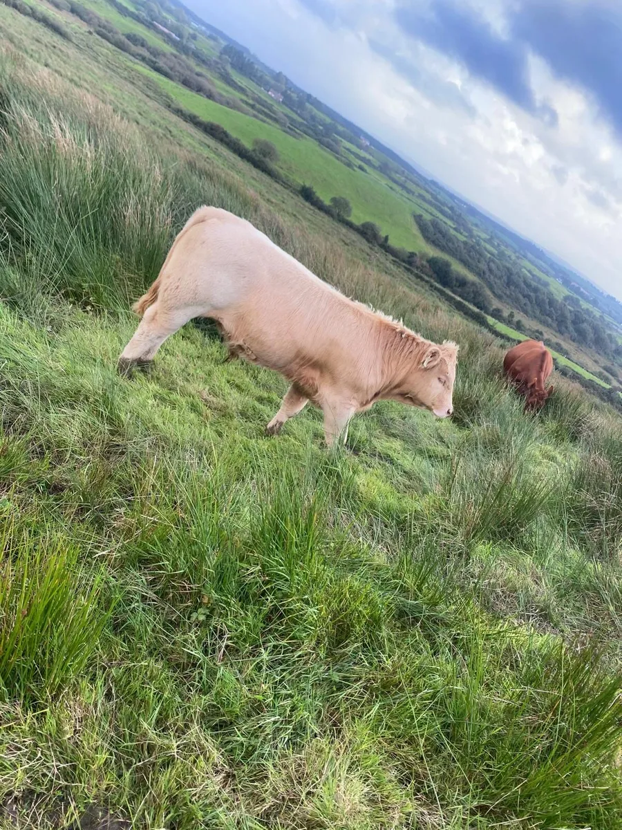 Organic cattle - Image 1