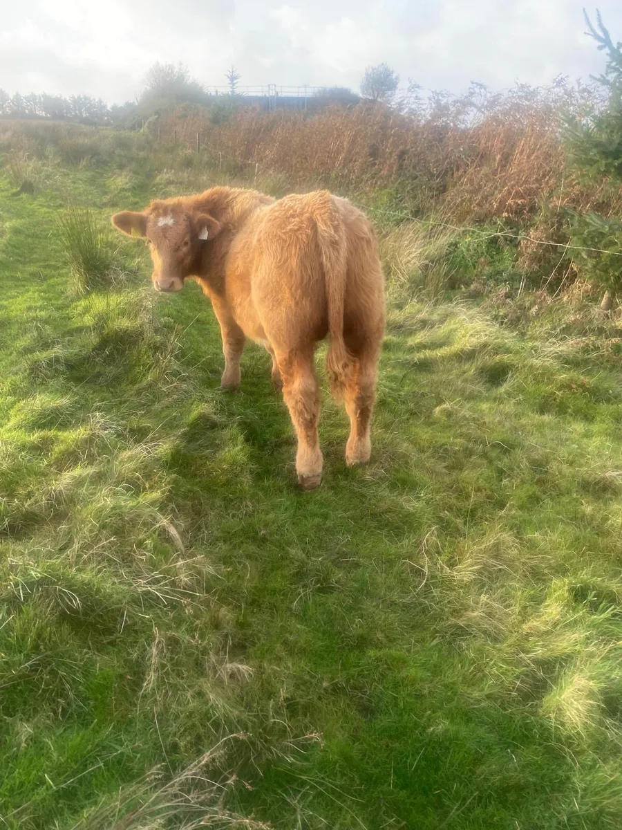 Organic cattle - Image 2